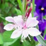 Gaura lindheimeri 'Pink Fizz' (Gaura lindheimeri (Gaura))