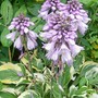 Hosta 'Wide Brim' (hosta)