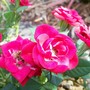 new patio rose (Rosa)