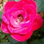 Patio Rose close up mmmmm very yummy! (Rosa)