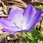 Campanula 'Turbinata' (Campanula carpatica (Bellflower))