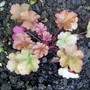 Heuchera 'Caramel' (Heuchera)