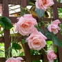 Climbing Rose 'High Hopes' (Rosa 'High Hopes')