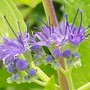 Caryopteris - Close up (Caryopteris x clandonensis)