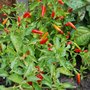 Red Chilies (Capsicum frutescens (Chilli))