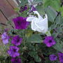 July1708_006.jpg