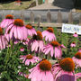 Purple Coneflowers (Echinacea)