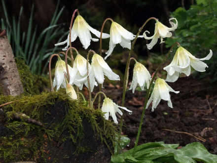 2006_04_19_Erythronium_-_e-mail.jpg