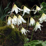 2006_04_19_erythronium_-_e-mail