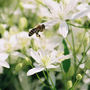 Sweet Autumn Clematis (Clematis terniflora)
