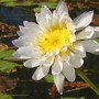 Nymphaea violacea. (Nymphaea violacea.)