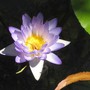 Nymphaea violacea. (Nymphaea violacea.)