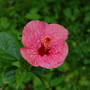 Hibiscus 1
