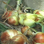 walla walla onion