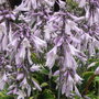 Hosta in flower. (Hosta fortunei (Plantain lily))