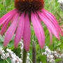 Echinacea. 'Pink Parasol' (Echinacea purpurea (Coneflower) 'Pink parasol')