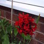 Frist_poppy_to_open_at_the_front