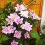 Clematis