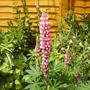 Lupins