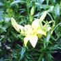 Yellow_lily