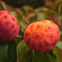 cornus.jpg
