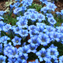 Gentians