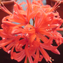 Nerine