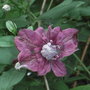 Clematis viticella 'Purpurea Plena' (Clematis viticella 'Purpurea Plena')