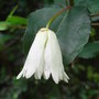 Crinodendron patagua (Crinodendron patagua)