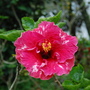 Hibiscus 2