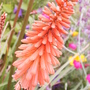 Kniphofia_northern_lights6