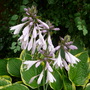 Hosta in flower (Hosta fortunei (Plantain lily))