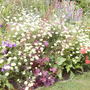 Island Ben 2008 (Heuchera 'Velvet Night')