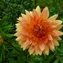 Latest dahlia out