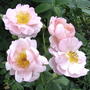 Pink D.A. roses (Rosa)