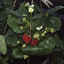 Strawberries!! Better late than never! (fragaria ananassa)