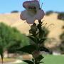 A garden flower photo