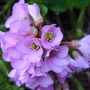 Bergenia  (Bergenia cordifolia (Elephant's ears))