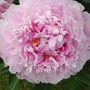 Peony_pink1