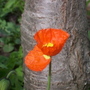 Iceland - Orange (Papaver croceum)