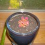 Root_rot_hugh