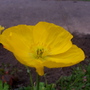 Iceland - Yellow (Papaver croceum)