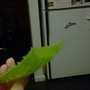 Aloe Preservation is a GO! (Aloe vera (Aloe))