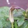 Arisaema vulgaris (Arisaema vulgaris)