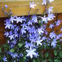 Trailing_bell_flowers