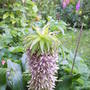 Pnieapple_lilly