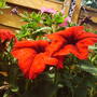 Red_petunias