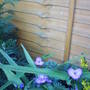 Spiderwort_plant