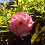 Pink_rose_on_arbor