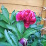 Peony_flower_and_bud